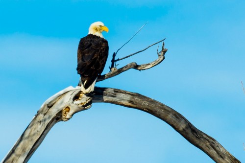 A bald eagle perched on a weathered branch against a clear blue sky.