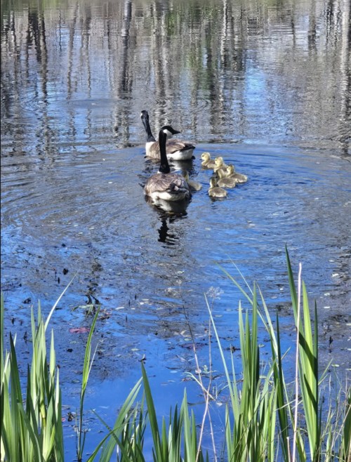 A pair of ducks swims in a pond with several ducklings, surrounded by green grass and trees reflecting in the water.