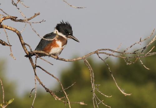 A kingfisher perched on a bare branch, with a blurred green background. Its feathers are a mix of blue, white, and rust.