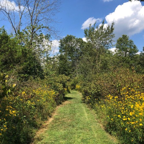 A grassy path surrounded by trees and vibrant yellow flowers under a blue sky with fluffy white clouds.