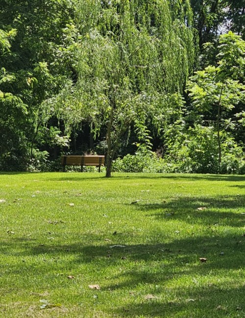 A serene park scene featuring a bench surrounded by lush green grass and trees.