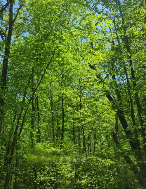 Lush green trees and foliage under a bright blue sky in a dense forest.