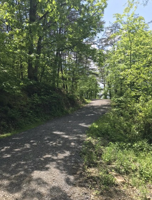 A gravel path winding through a lush green forest on a sunny day.