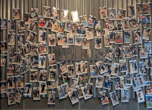 A wall covered in photos of dogs, showcasing various breeds and playful moments, with the text "Brew Dogs" prominently displayed.