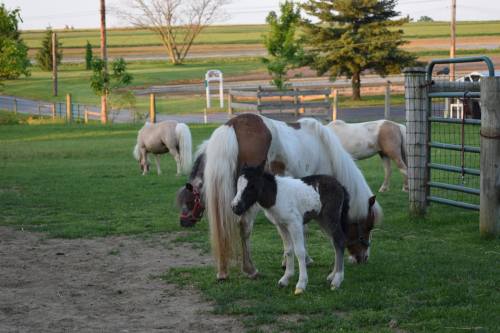 A mare and her foal stand in a grassy field, with other ponies grazing in the background under a clear sky.