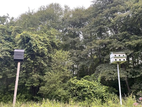 Two birdhouses stand in a lush green forest, surrounded by trees and dense foliage.