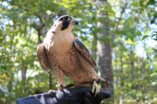 A peregrine falcon perched on a gloved hand, surrounded by green trees in a natural setting.