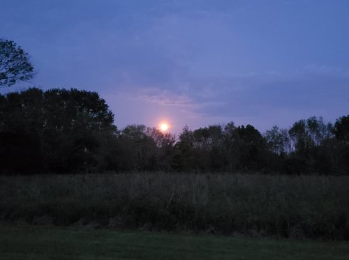 A serene twilight scene with a full moon rising above trees in a grassy field.