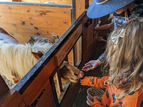A child in an orange shirt feeds a pony through a stable window while an adult watches nearby.