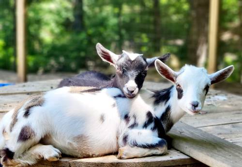 Two playful goats with black and white spots cuddle together on a wooden platform in a sunny outdoor setting.