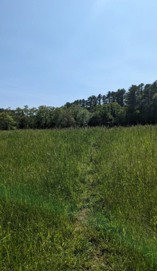 A grassy field with a narrow path leading towards a tree line under a clear blue sky.