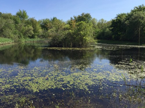 A serene pond surrounded by lush greenery and trees under a clear blue sky, with lily pads floating on the water.