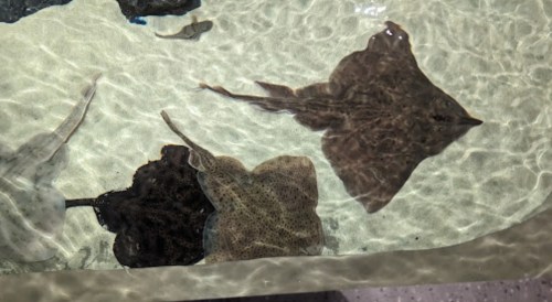Several stingrays swimming in shallow water, with sunlight creating ripples on the surface.
