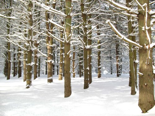 A serene winter forest with snow-covered trees and a blanket of fresh snow on the ground.