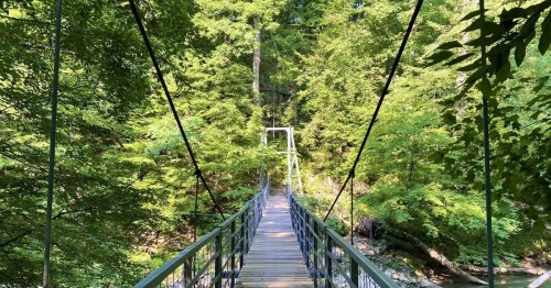 A suspension bridge surrounded by lush green trees, leading into a serene forested area.