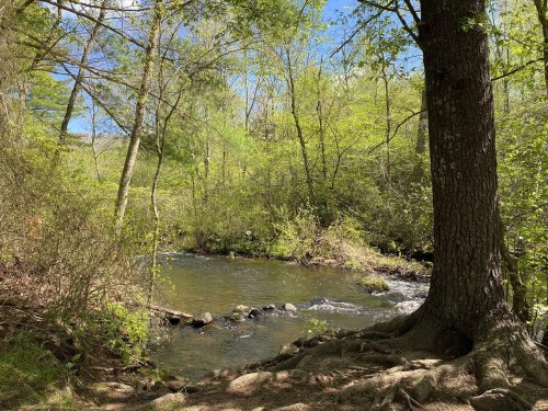 A serene stream flows through a lush green forest, with sunlight filtering through the trees.