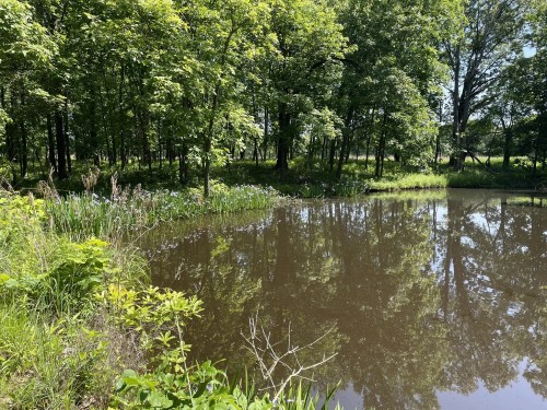 A serene pond surrounded by lush green trees and plants, reflecting the vibrant foliage on a sunny day.