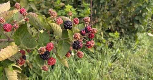 A branch of red and black berries perfect for picking at Bellevue Berry & Pumpkin Ranch