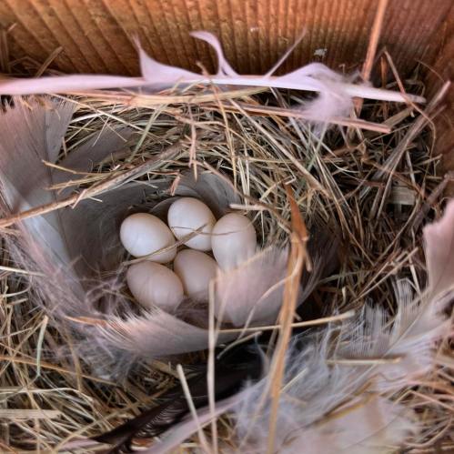 A close-up of a nest containing six white eggs surrounded by soft feathers and twigs.