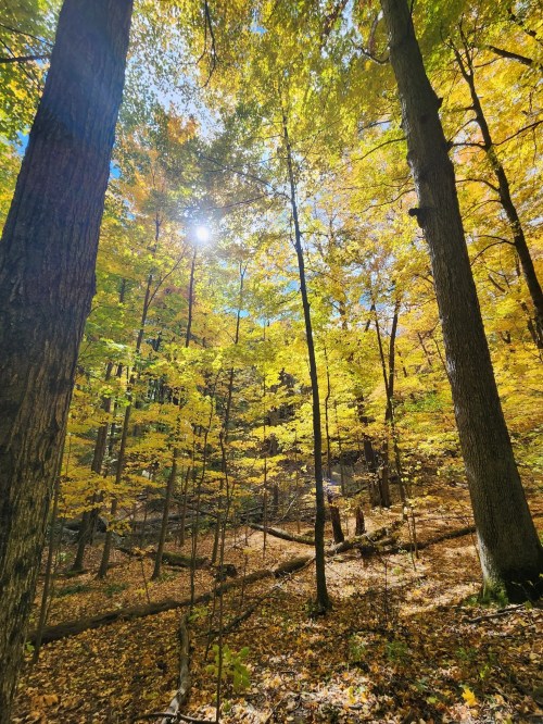 Sunlight filters through vibrant yellow and green leaves in a serene forest, with fallen leaves covering the ground.