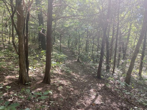A narrow dirt path winding through a lush, green forest with tall trees and dappled sunlight.