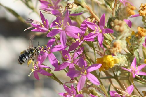 A bee pollinates vibrant pink flowers, surrounded by green foliage and yellow blooms.