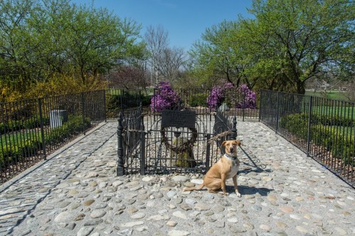 A dog sits in front of a fenced memorial garden with blooming flowers and trees under a clear blue sky.