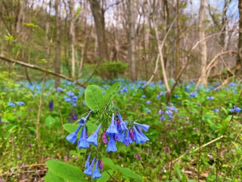 A cluster of bluebell flowers in a lush green forest, surrounded by a carpet of blue and purple blooms.