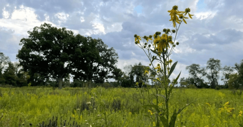 A field of vibrant yellow flowers in the foreground, with a lush green landscape and cloudy sky in the background.