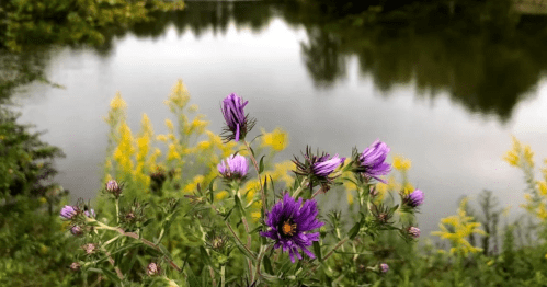 Purple and yellow wildflowers in the foreground with a calm, reflective lake and trees in the background.