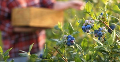 Closeup of blueberries in a field and someone putting them into a box in the background