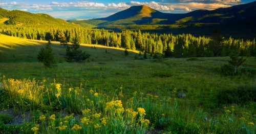 Wildflowers grow in a green meadow along Colorado's Boreas Pass.