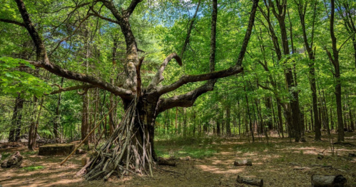 A large, gnarled tree with sprawling branches in a lush green forest, surrounded by sunlight and fallen logs.