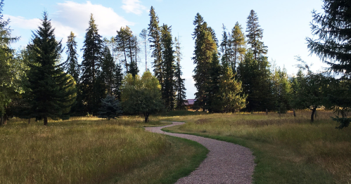 A winding path through a grassy area surrounded by tall trees under a clear blue sky.