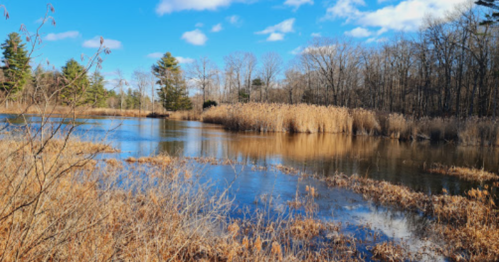 A serene wetland scene with tall grasses, calm water, and trees under a blue sky with scattered clouds.