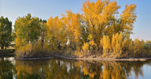 A serene river scene with vibrant yellow trees reflecting in the calm water under a clear blue sky.