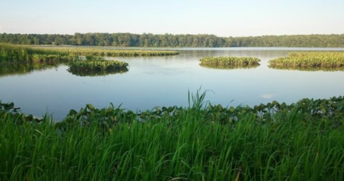 A serene lake surrounded by lush greenery and floating lily pads under a clear blue sky.