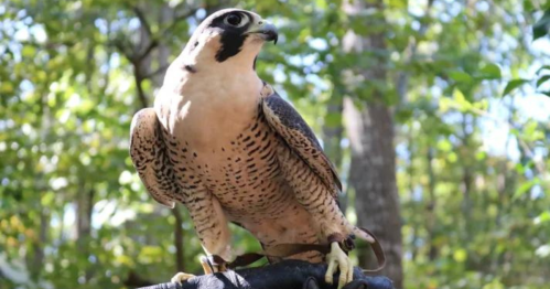 A peregrine falcon perched on a branch, surrounded by green foliage in a natural setting.