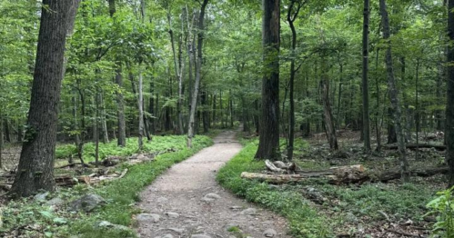 A winding dirt path through a lush green forest, surrounded by tall trees and scattered rocks.