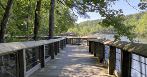 A wooden boardwalk surrounded by trees, leading to a river with a clear blue sky above.