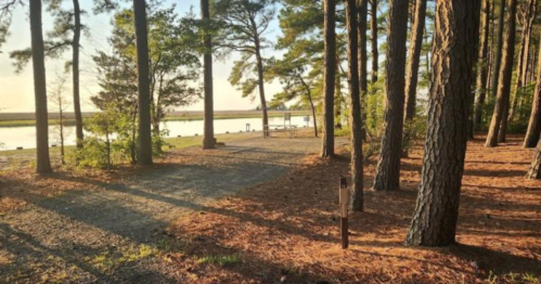 A serene forest path leads to a calm waterway, surrounded by tall trees and soft sunlight.