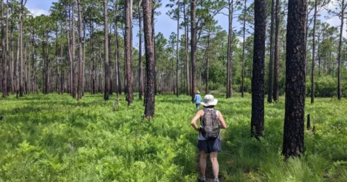 Two hikers walking through a lush green forest with tall pine trees and ferns under a clear blue sky.