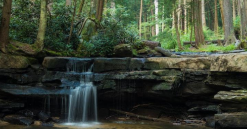 A serene forest scene featuring a small waterfall cascading over rocks, surrounded by lush greenery and tall trees.
