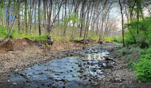 A serene stream flows through a lush, green forest with rocky banks and trees lining the water's edge.