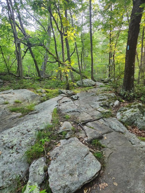 A rocky path through a lush green forest with sunlight filtering through the trees.