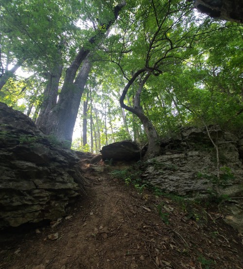 A narrow dirt path winds through a lush green forest with tall trees and rocky terrain.