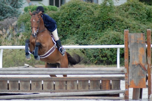 A rider in a navy jacket jumps a horse over a wooden obstacle in an outdoor arena surrounded by greenery.