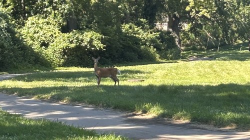 A deer stands on a grassy path surrounded by trees and foliage in a sunny outdoor setting.