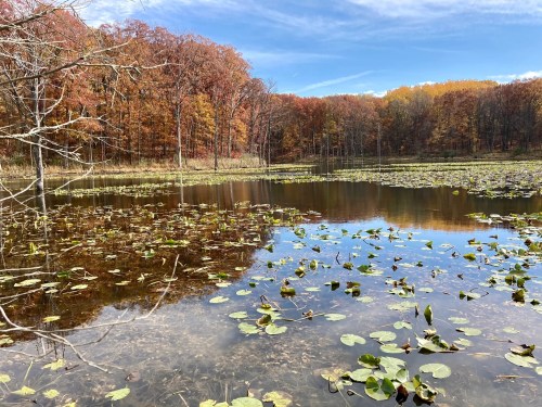 A serene pond surrounded by autumn trees, with lily pads floating on the water's surface under a clear blue sky.
