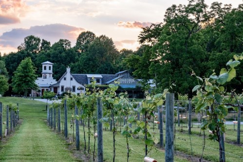 A scenic vineyard with rows of grapevines, leading to a charming building under a colorful sunset sky.